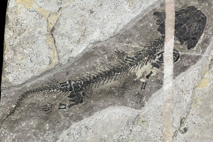 Discosauriscus (Early Permian Reptiliomorph) - Czech Republic #106347